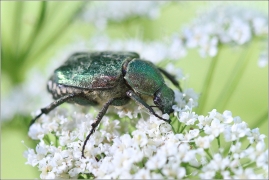 <p>ZDOBENEC ZELENAVÝ (Gnorimus nobilis) Knížecí ---- /Noble chafer - Grüner Edelscharrkäfer/</p>